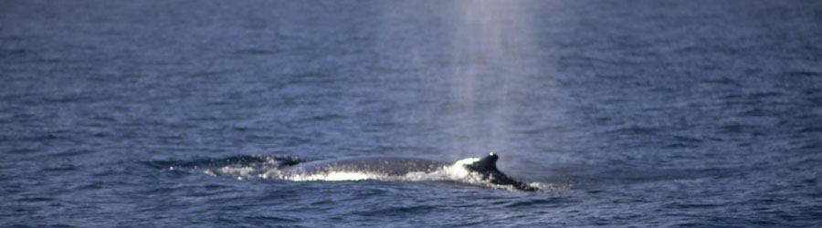 Cabo Wave VIP Whale Watching Los Cabos Corridor 4