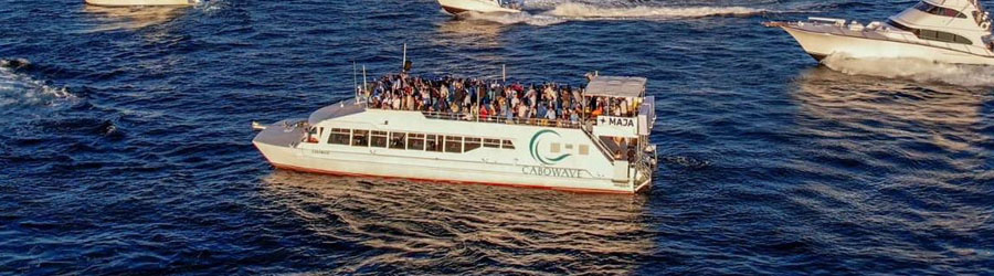 Cabo Wave VIP Whale Watching Los Cabos Corridor 6
