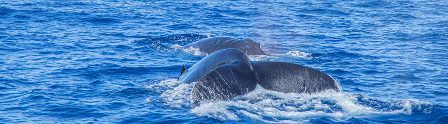 Cabo Wave VIP Whale Watching Los Cabos Corridor 7