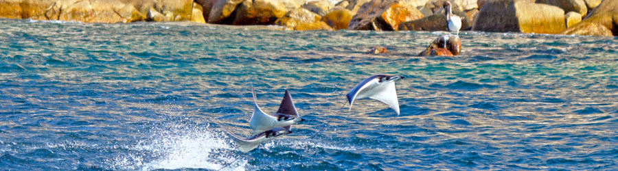 Cabo Wave VIP Whale Watching Los Cabos Corridor 8