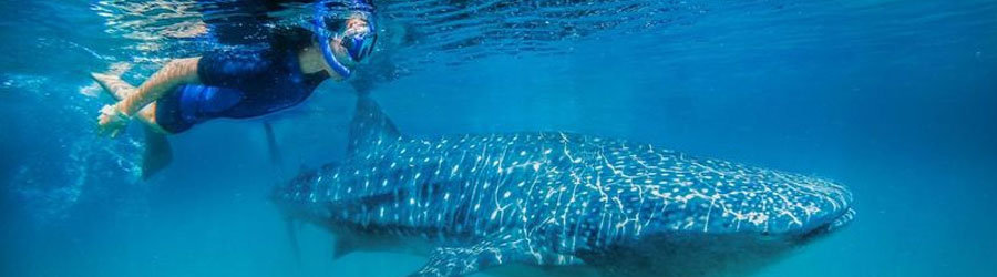Snorkel & Swim With Whale Sharks Cabo 2