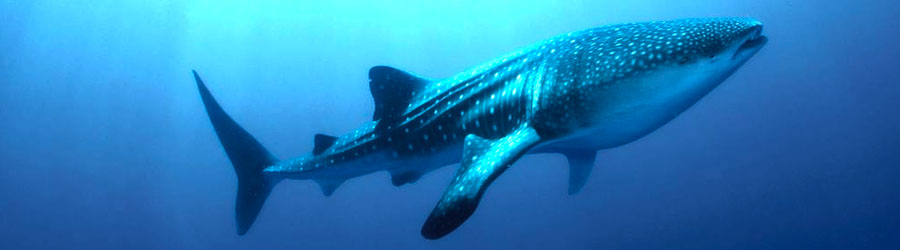 Snorkel & Swim With Whale Sharks Cabo 3
