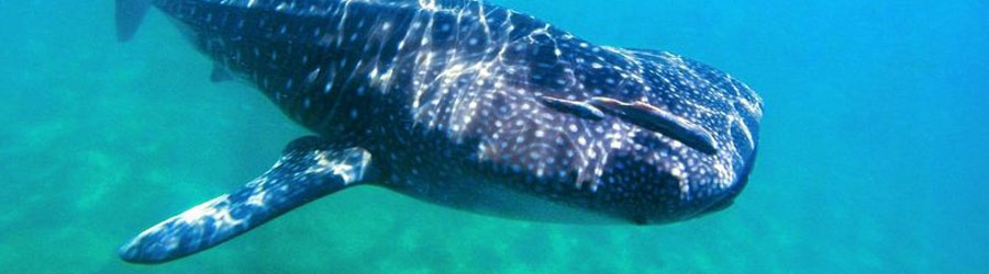 Snorkel & Swim With Whale Sharks Cabo 4