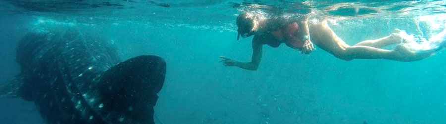 Snorkel & Swim With Whale Sharks Cabo 5