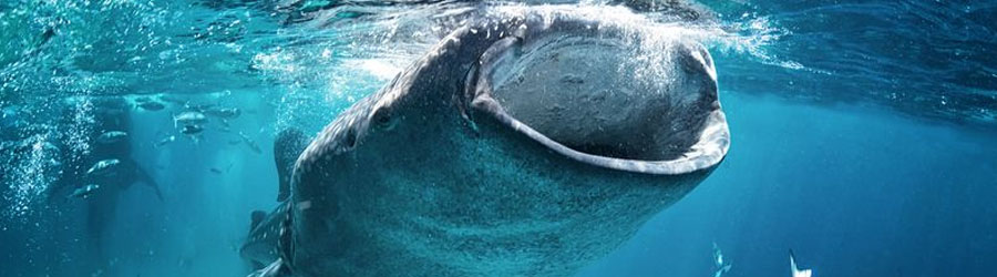 Snorkel & Swim With Whale Sharks Cabo 6