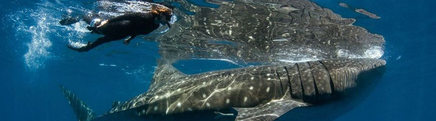 Snorkel & Swim With Whale Sharks Cabo 7