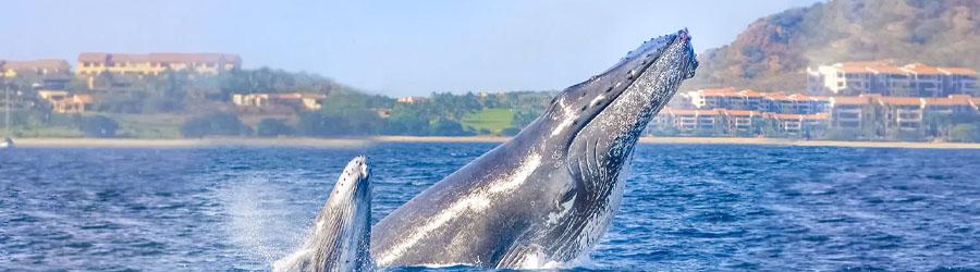 Express Guaranteed Whale Watching Excursion 3