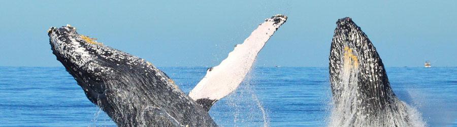 Express Guaranteed Whale Watching Excursion 4