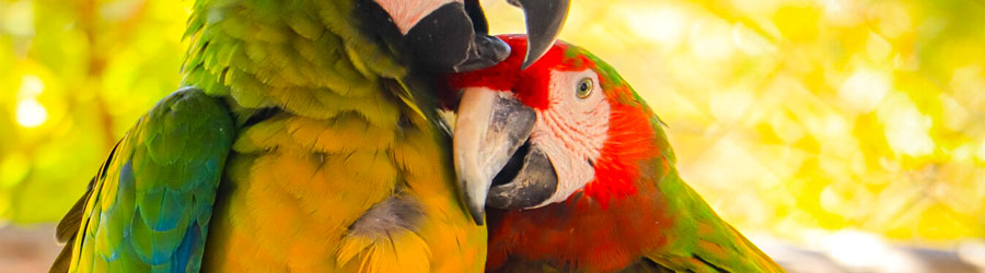 Excursión de Tirolesa Monster Wild Canyon en Los Cabos 7