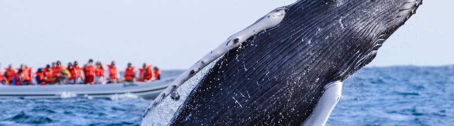 Apex Boat Whale Watching Adventure Cabo San Lucas 1