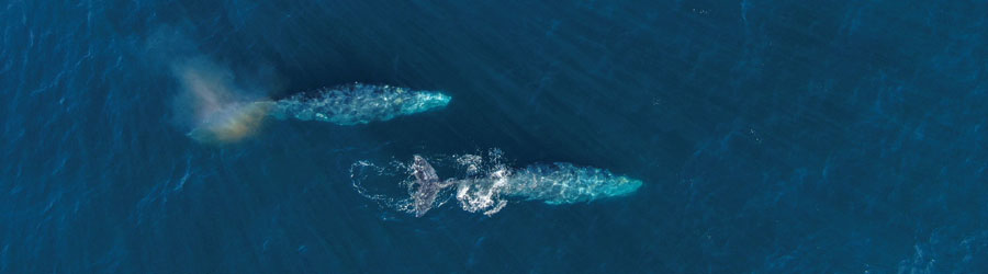 Apex Boat Whale Watching Adventure Cabo San Lucas 2