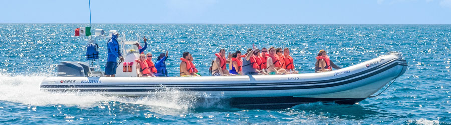 Apex Boat Whale Watching Adventure Cabo San Lucas 3