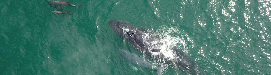 Apex Boat Whale Watching Adventure Cabo San Lucas 5