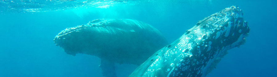 Apex Boat Whale Watching Adventure Cabo San Lucas 6