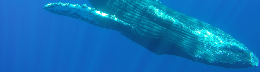 Apex Boat Whale Watching Adventure Cabo San Lucas 7