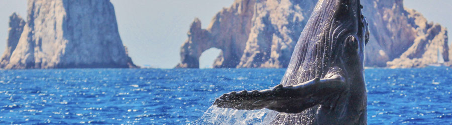 Apex Boat Whale Watching Adventure Cabo San Lucas 8