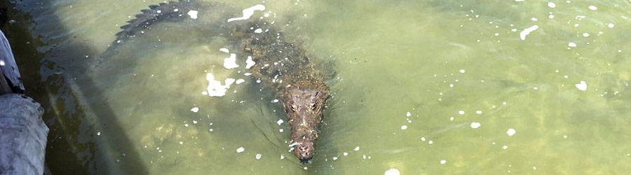 Cozumel Bike Adventure to Punta Sur 4
