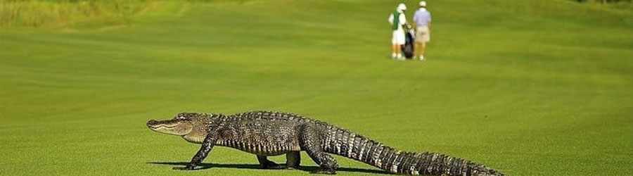 Cozumel Dolphin Encounter 4