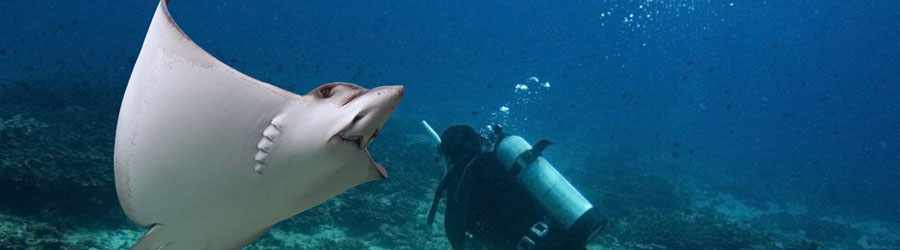 Discover Scuba Diving Cozumel 8