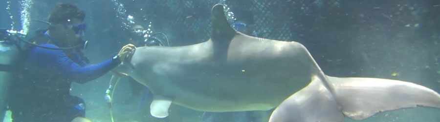 Dive With Dolphins in Cozumel 2