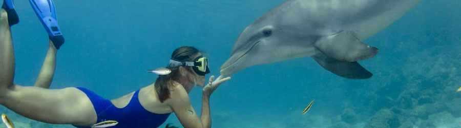 Dive With Dolphins in Cozumel 7