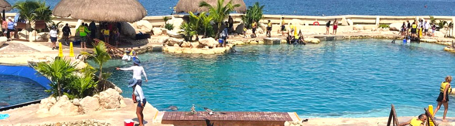 Cozumel Dolphin Swim Adventure 3