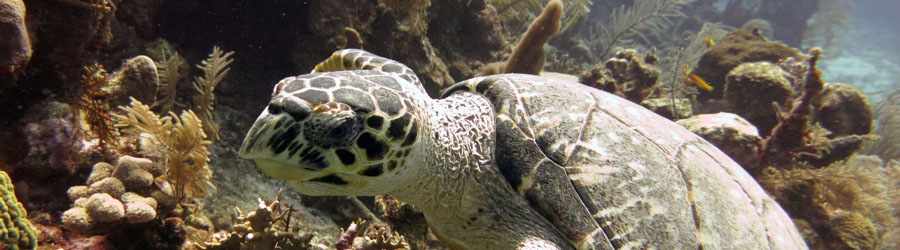 Cozumel Scuba Diving (2-Tank) 3