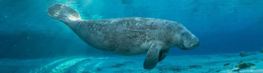 Manatee Encounter Cozumel 3