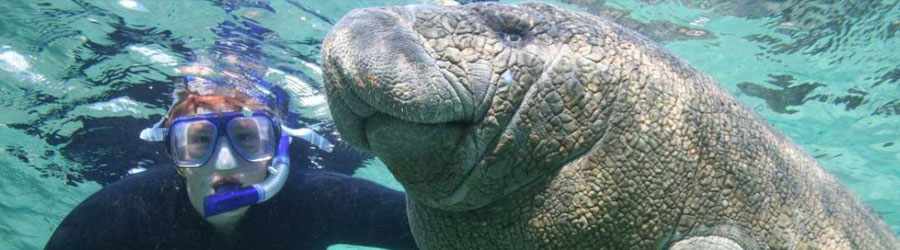 Manatee Encounter Cozumel 7