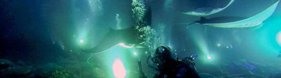 Cozumel Night Dive 6