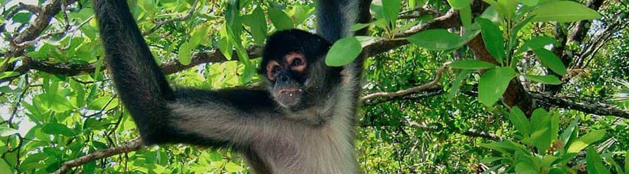 Cozumel Private Tulum + Coba Mayan Ruins 7