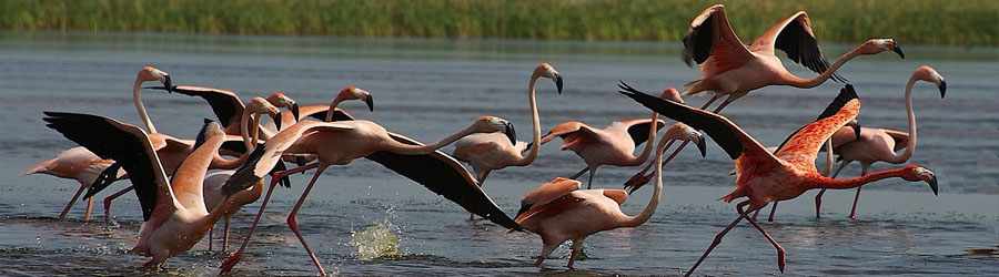 Ek Balam Mayan Ruins + Rio Lagartos Eco Tour< 5