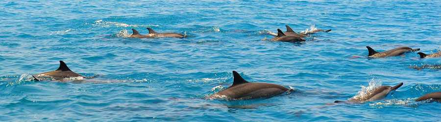 Royal Dolphin Swim Cozumel 7
