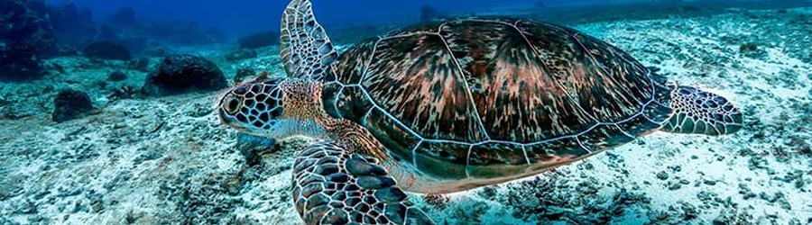 2 Reef Glass Bottom Snorkeling Excursion 6