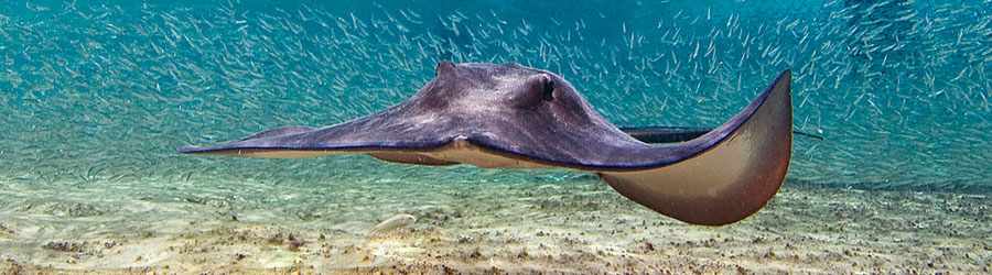 Stingray Encounter & Beach Break in Cozumel 7