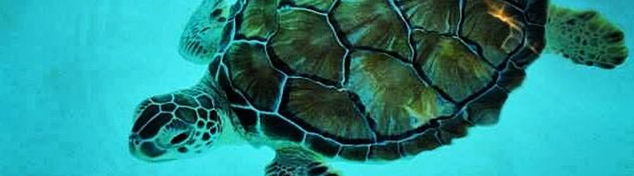 Xcaret Adventure Park Riviera Maya 7