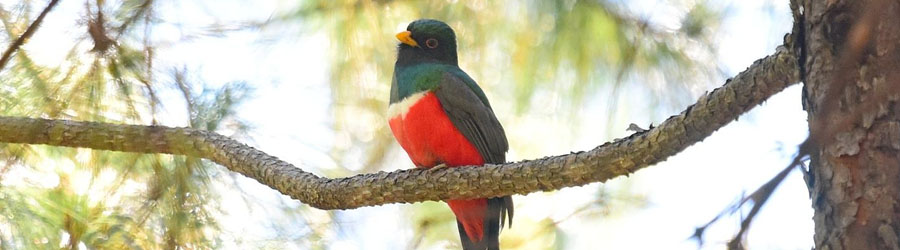 Sierra Madre Mexico Birding Excursion 2