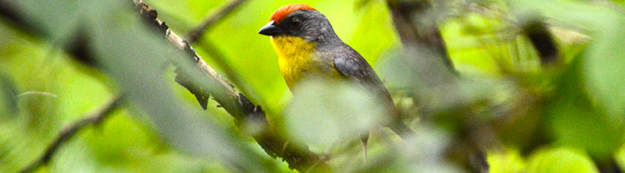 Sierra Madre Mexico Birding Excursion 3