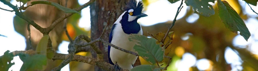 Sierra Madre Mexico Birding Excursion 4