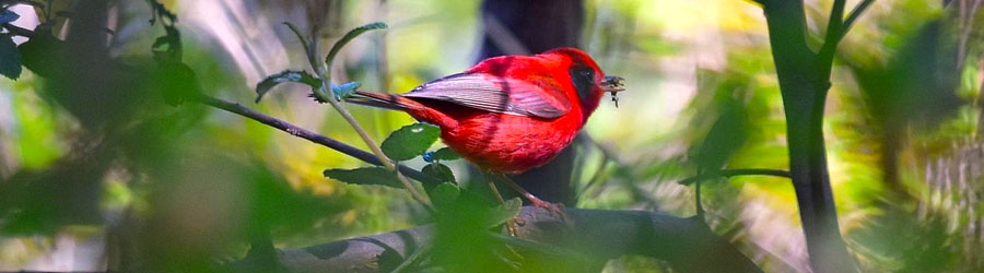 Sierra Madre Mexico Birding Excursion 5