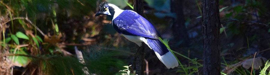 Sierra Madre Mexico Birding Excursion 6