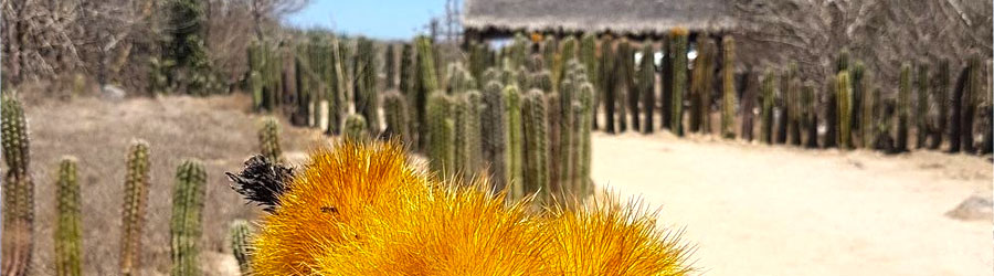 Las Labradas Petroglyphs + Meseta de Cacaxtle Eco Reserve Mazatlan 6