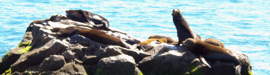 Mazatlan Custom Self-Drive Highspeed Mini Motorboat Excursion 7