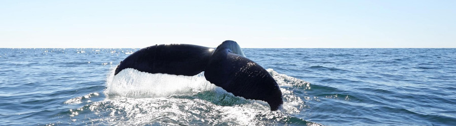 Mazatlan Whale Watching Yacht Tour 2