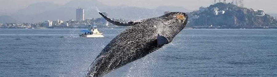 Mazatlan Whale Watching Yacht Tour 3
