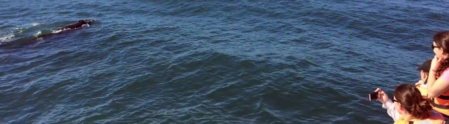 Mazatlan Whale Watching Eco Tour 1