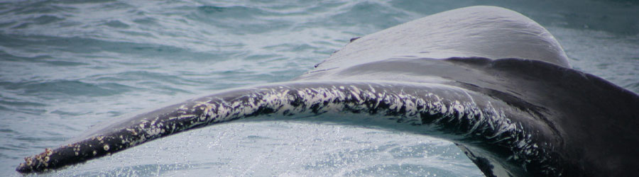 Mazatlan Whale Watching Eco Tour 2