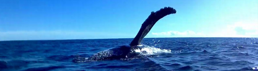 Mazatlan Whale Watching Eco Tour 4