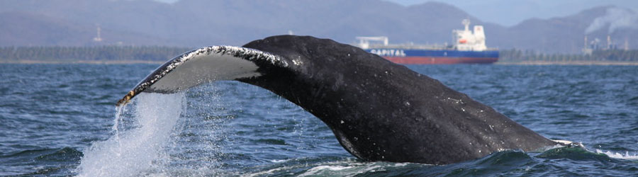 Mazatlan Whale Watching Eco Tour 5