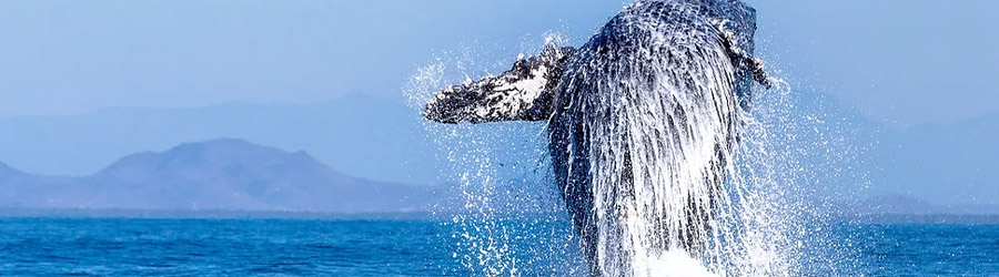 Private Deer Island Beach Getaway 8